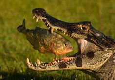 two large alligators with their mouths open in the grass, one is biting another crocodile's teeth