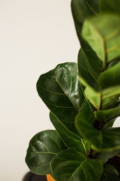 a close up of a plant with green leaves in a pot on a table next to a white wall