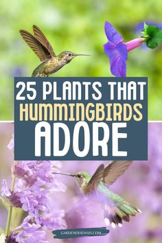 two hummingbirds flying over purple flowers with the words 25 plants that hummingbirds adore