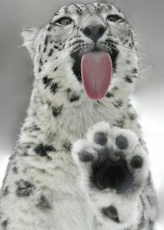 a snow leopard with its mouth open and tongue out