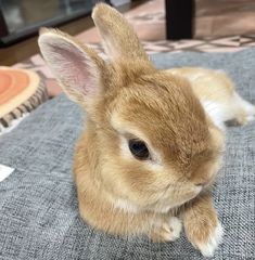 a small brown rabbit sitting on top of a couch