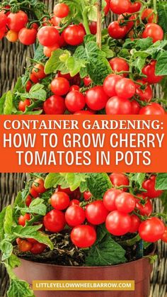 tomatoes growing in a pot with the words container gardening how to grow cherry tomatoes in pots