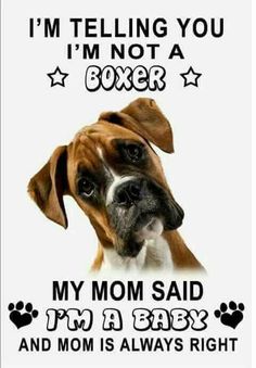 a brown and white boxer dog with the words i'm telling you im not a boxer