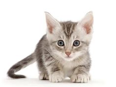 a small gray kitten with blue eyes looking at the camera on a white background,