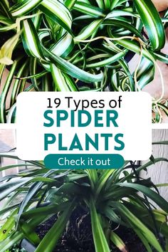 19 Types of Spider Plants - Check it out. Different Spiders, Types Of Spiders, Orange Spider, Plant Room, Plant Varieties, Small White Flowers, Bedroom Plants