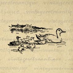 a drawing of ducks swimming in the water