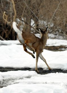 a deer running through the snow in front of trees