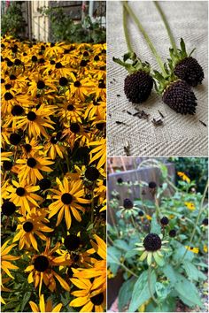 Got black eyed Susans? Here's what you need to do in autumn when the flowers begin to fade. Black Eyed Susans, Ornamental Plants, Black Eyed Susan, Black Eyed, Done With You, The Flowers, Eye Black, Cottage Garden, Planting Flowers