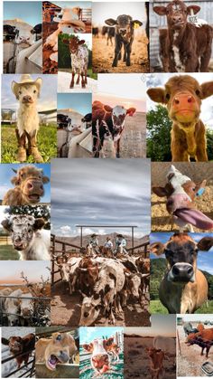 many different pictures of cows in the field