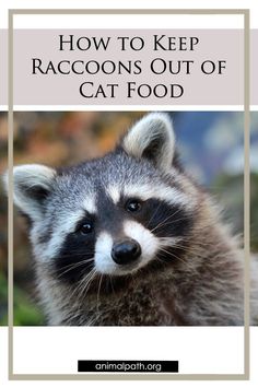 a raccoon with the words how to keep raccoons out of cat food