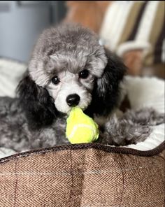 a poodle dog with a tennis ball in its mouth