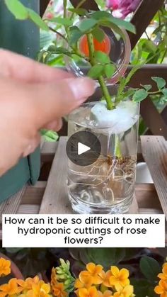 206K views · 1.6K reactions | Drop ❤️ if you want more posts like this
Extract plants using hydrolyzed plastic bottles 🌷
#garden #gardening #plants #planting #planthacks | Seeds Connectorg | Seeds Connectorg · Original audio Propogating Plants, Caring For Plants, Plant Help, Starter Plants, Garden Photography, Plant Health