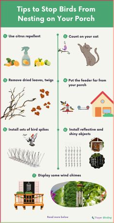 the steps to nesting birds from nesting on four porchs info sheet with instructions