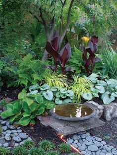 a garden filled with lots of plants next to a small pond in the middle of rocks