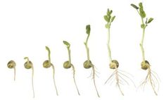 several stages of growth from seed to plant