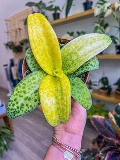 a person holding up a green plant with yellow flowers in it's centerpiece