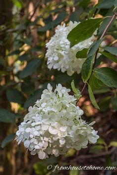 white flowers are blooming in the woods