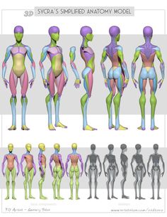 an image of the human body with different colors and muscles, including one male figure