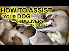 several puppies in a box with the words how to assist your dog on delivery