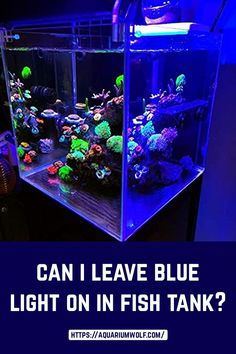 an aquarium filled with lots of different types of fish in it's tank that says can i leave blue light on in fish tanks?