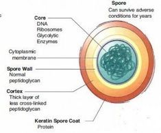 diagram of the structure of a cell