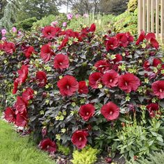 red flowers are blooming in the garden