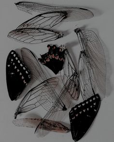 some black and white butterflies on a white background