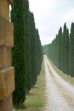 a dirt road surrounded by tall trees on either side of the road is a gravel road