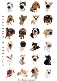 a bunch of dogs that are standing in the middle of a white background with words on it