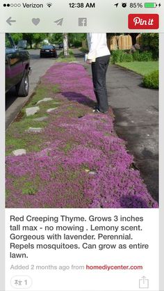 a person walking down a sidewalk with purple flowers on the ground and grass growing all over it