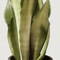 a large plant with green leaves in a pot