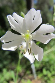 a close up of a white flower with green leaves in the background