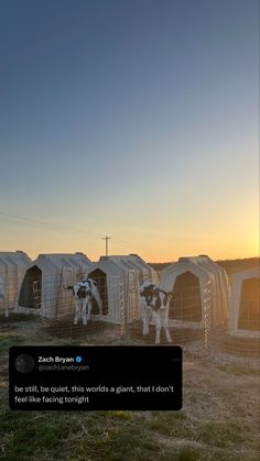 two cows are standing in their pen at sunset