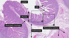 an image of the structure of human tissue with labels on it, including mucuss and submuscoss