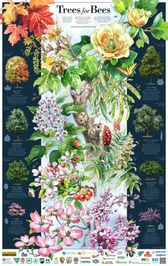 a poster with different types of trees and flowers on it's sides, including the names