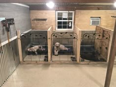 three dogs are in their kennels and one is laying down