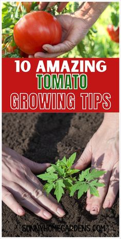 two hands holding a tomato plant in the dirt with text overlay reading 10 amazing tomato tomato growing tips