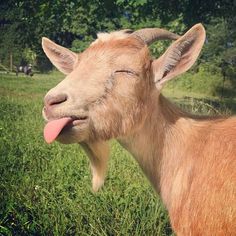 a goat sticking its tongue out in the grass