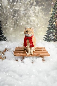 an orange and white cat wearing a red scarf sitting on a sled in the snow