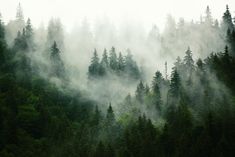 the trees are covered in mist and fog