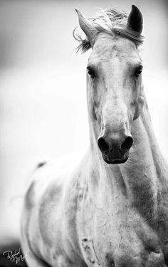 black and white photo of a horse with blonde hair on it's head looking at the camera