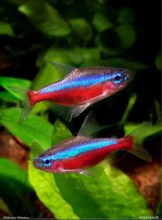 two red and blue fish swimming in an aquarium