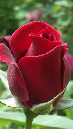 a single red rose with green leaves in the background