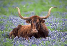 a cow with large horns laying in a field of blue flowers