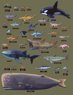 a poster with different types of sharks and other animals on it's sides, including an orca whale