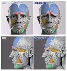 four different views of the face and head of a man with muscles highlighted in various colors