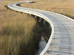 a wooden walkway in the middle of tall grass and water with an overpass on one side