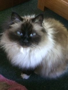 a fluffy cat sitting on the floor looking at the camera