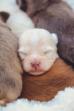 three puppies are sleeping on top of each other