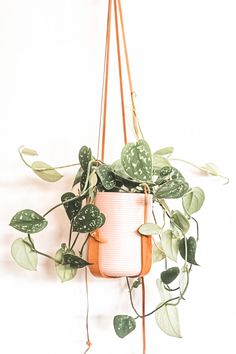 a potted plant hanging from the side of a wall